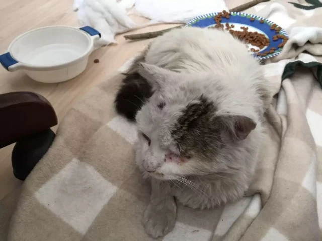 Blind and Deaf Street Cat Yoda Triumphs with Love and Finds New Joyful Life Blind and Deaf Street Cat Yoda Triumphs with Love and Finds New Joyful Life