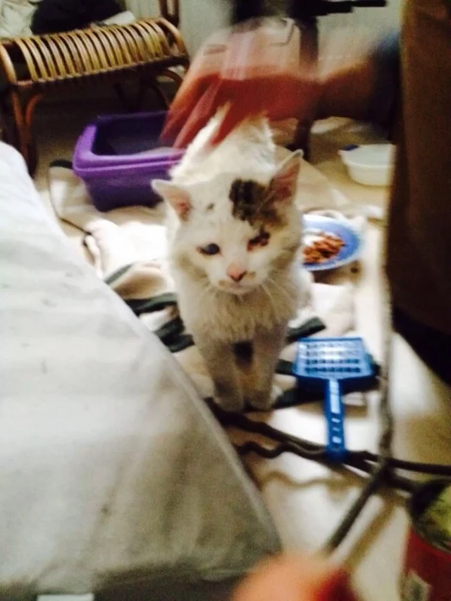 Blind and Deaf Street Cat Yoda Triumphs with Love and Finds New Joyful Life Blind and Deaf Street Cat Yoda Triumphs with Love and Finds New Joyful Life