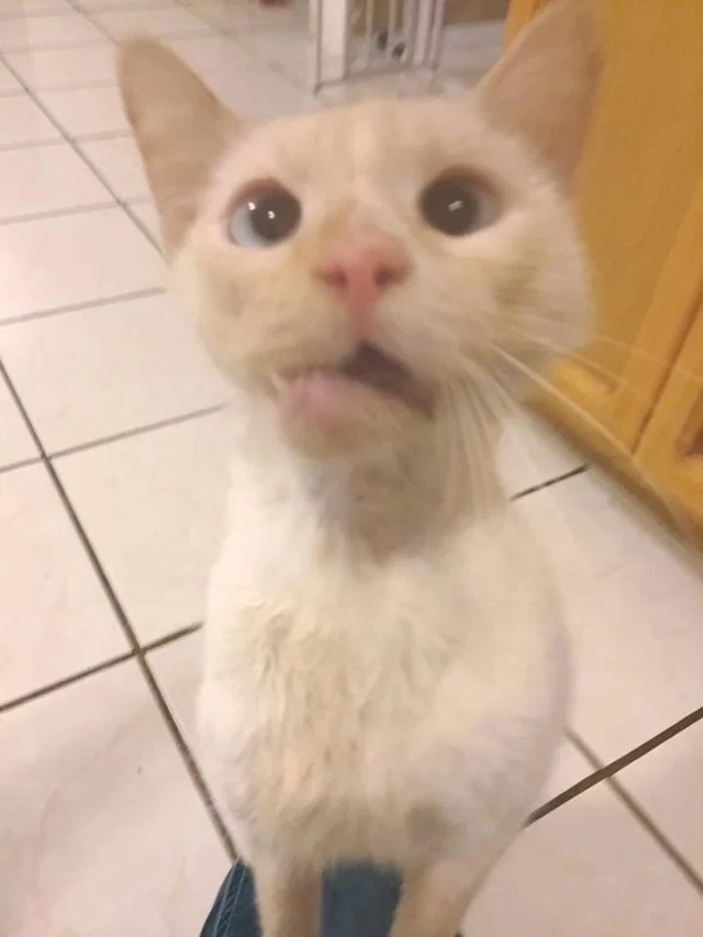 Each morning, Crystal is greeted by Duch...