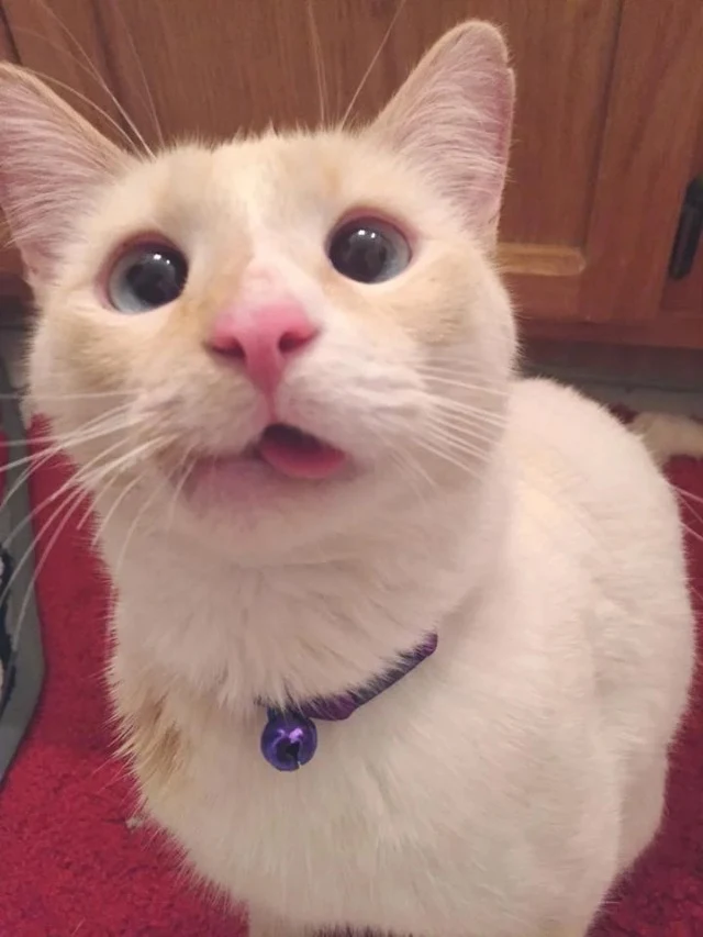 Extra image from article