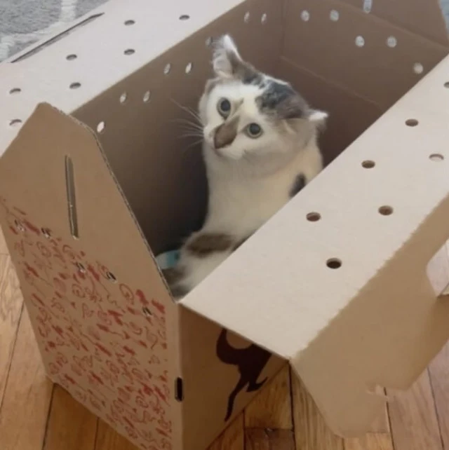 Though not being able to meet Jolie in p...