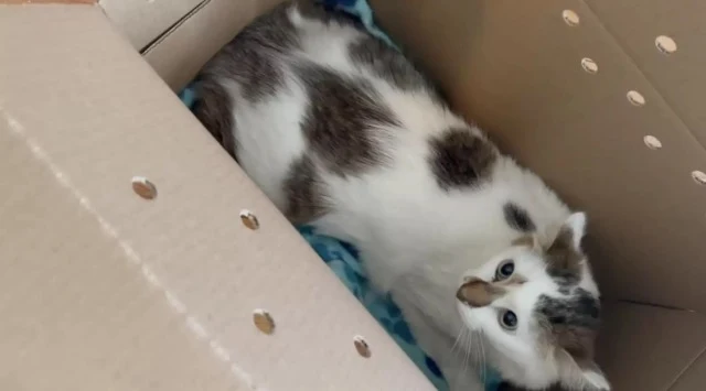 Extra image from article