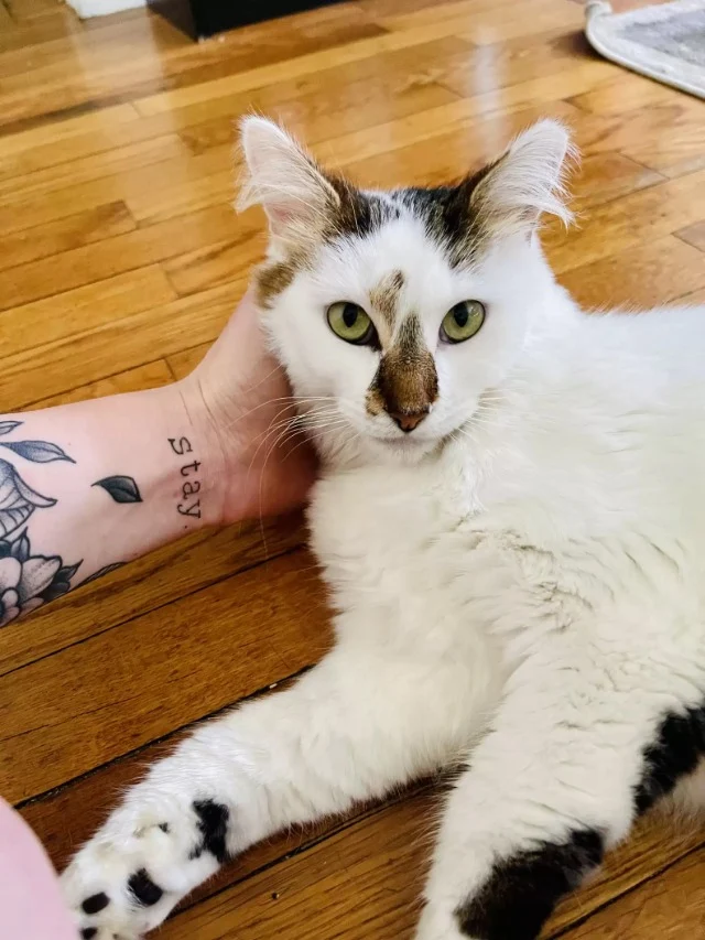 Extra image from article