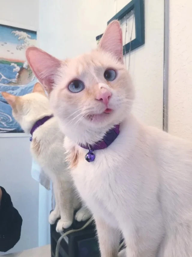 Extra image from article