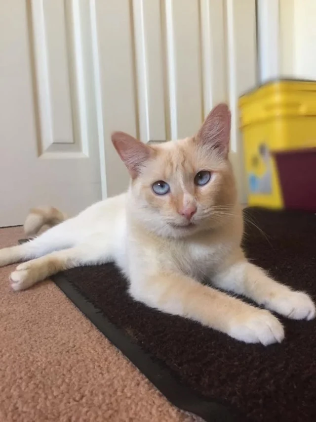 Extra image from article