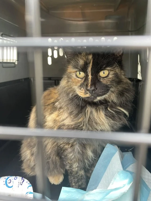 Once safely anesthetized, Birdie was dia...