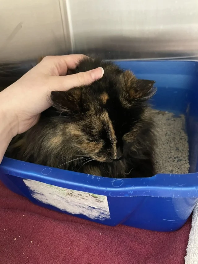 As Birdie adapted to her new toothless r...