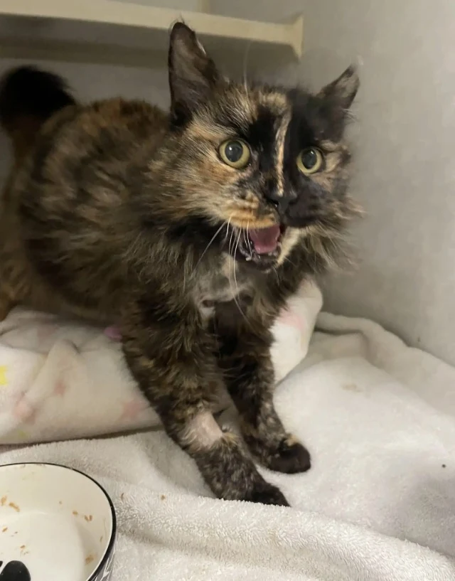 Extra image from article