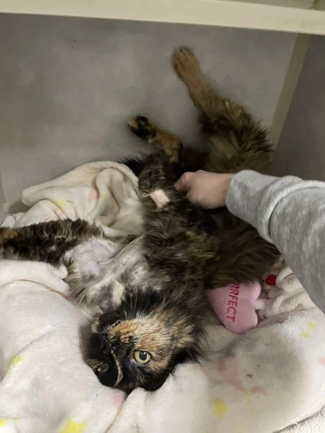 Extra image from article