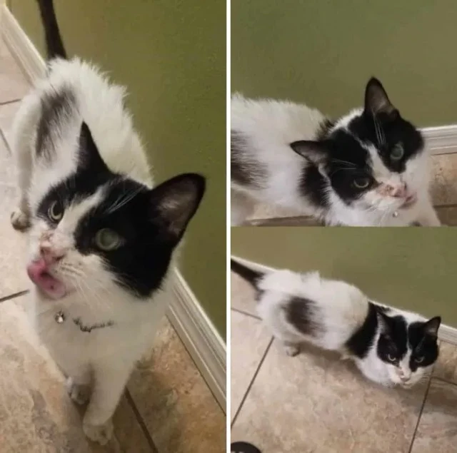 Bob, also known as Tyrone, was originall...