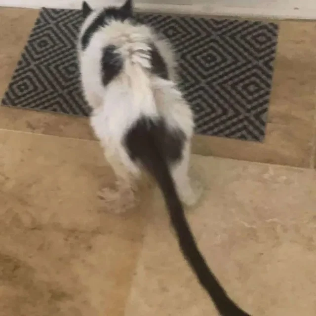 Now under St. Francis’ care, Bob was pla...