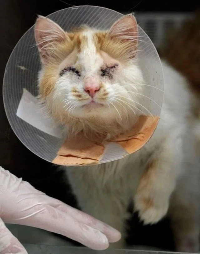 So, the Tucker family embarked on a sear...