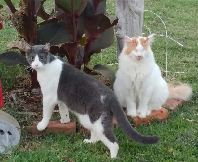 Extra image from article