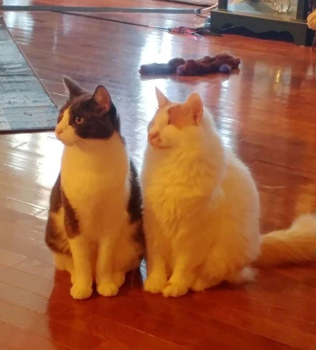 Extra image from article