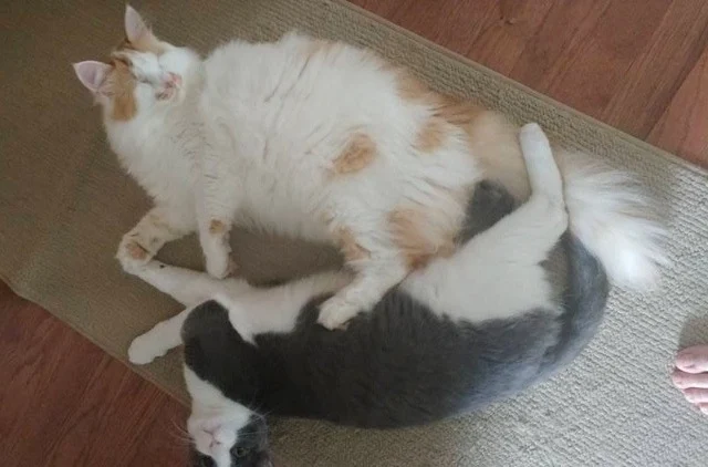 Extra image from article