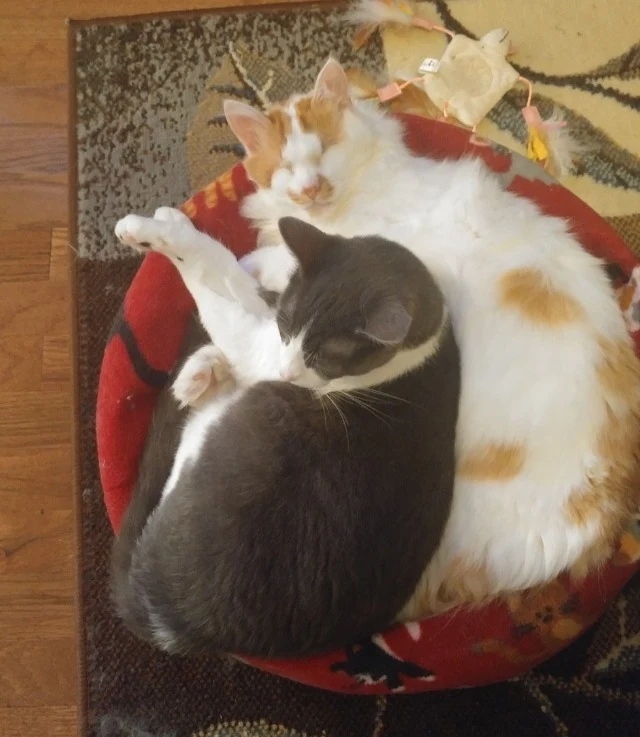 Extra image from article