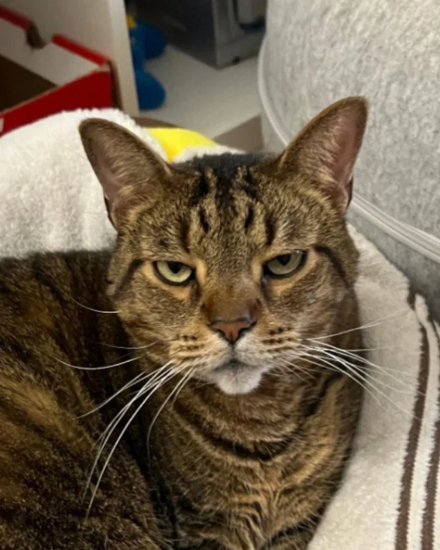 A maestro of meows, Atlas prefers subtle...