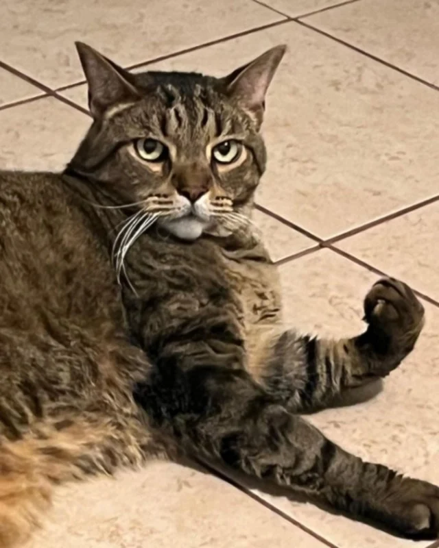 Rebecca feels that choosing Atlas at the...