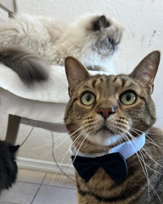 Extra image from article