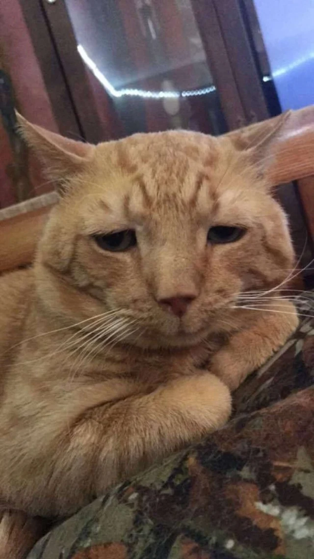 Extra image from article