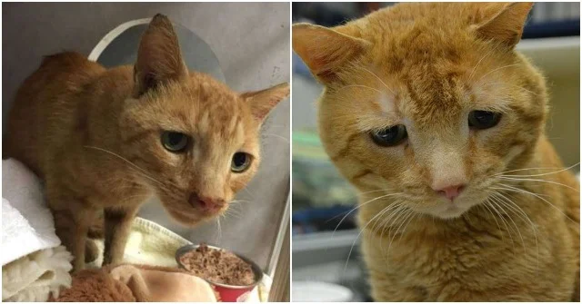 Nutmeg's story began last September when...