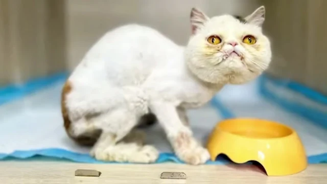 The moment I offered it food, the kitten...