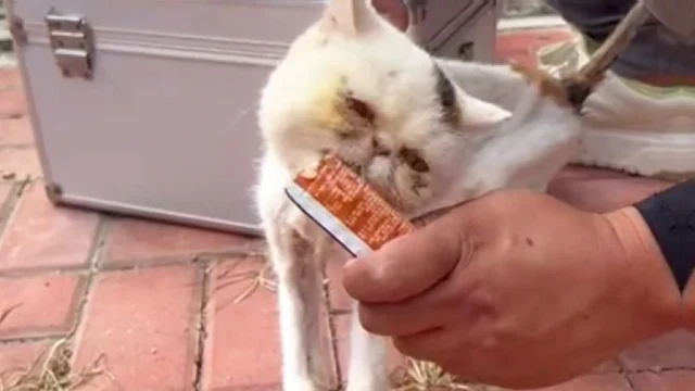 Our focus now is ensuring the kitten rec...