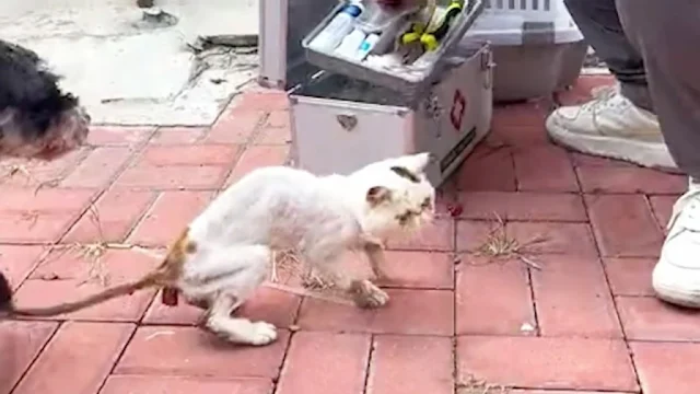 Extra image from article