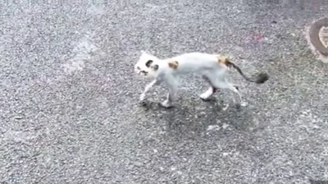 Extra image from article