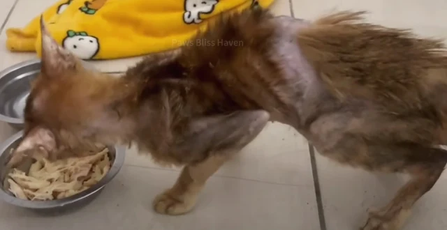 Despite its frailty, the cat maintained ...