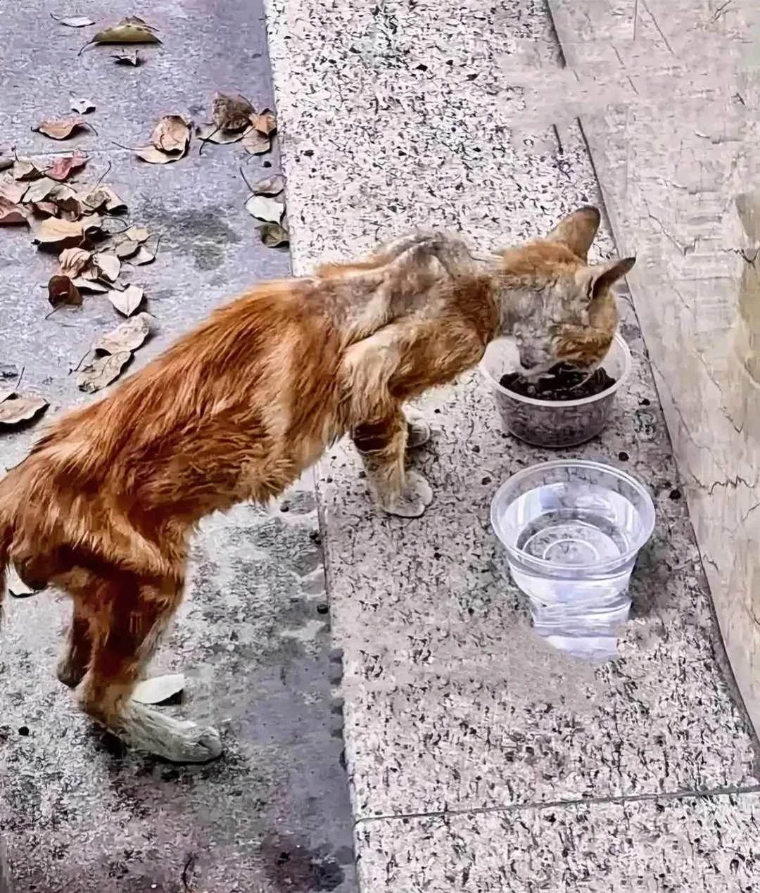 What began as a gesture of kindness led ...