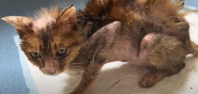 The brave little cat deserved recognitio...