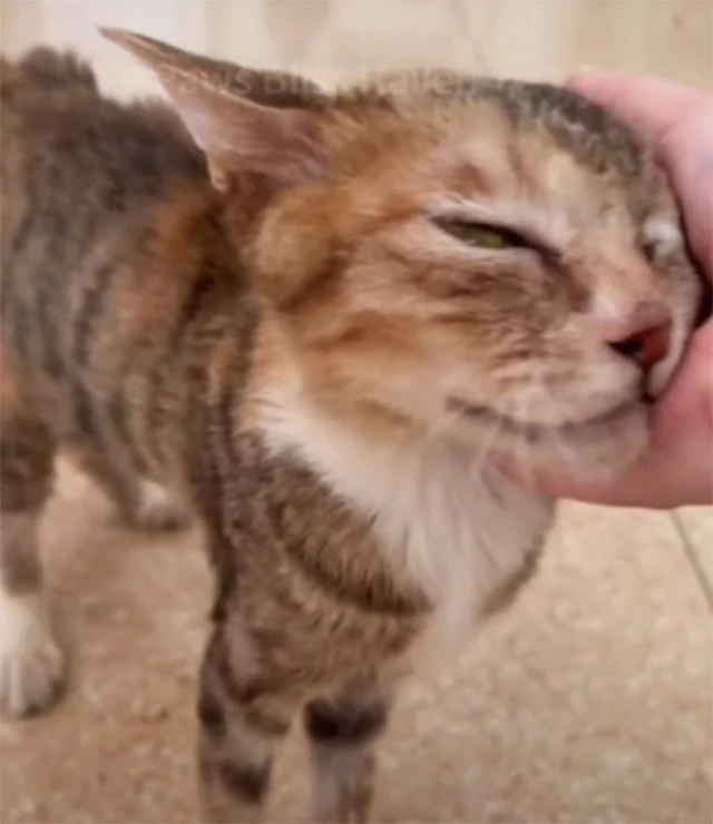 Extra image from article