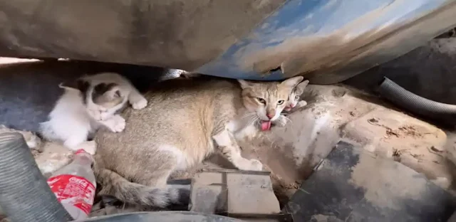 Initially, the mother cat was cautious, ...