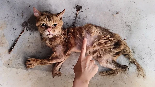 The cat's pitiful condition was due to e...