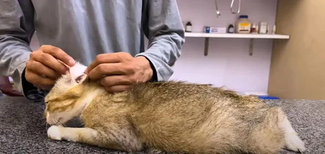 Initially, the mother cat reacted defens...