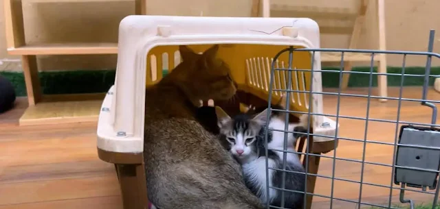 This heartwarming tale illustrates the p...