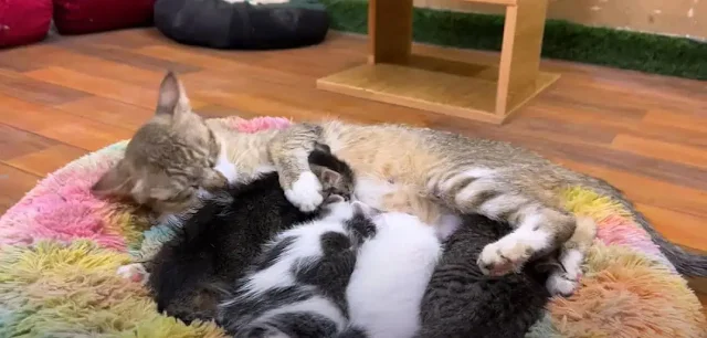 Extra image from article