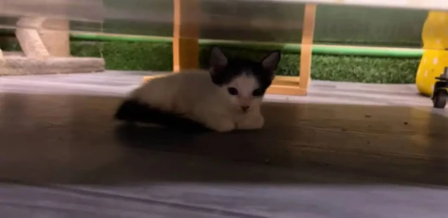 Extra image from article