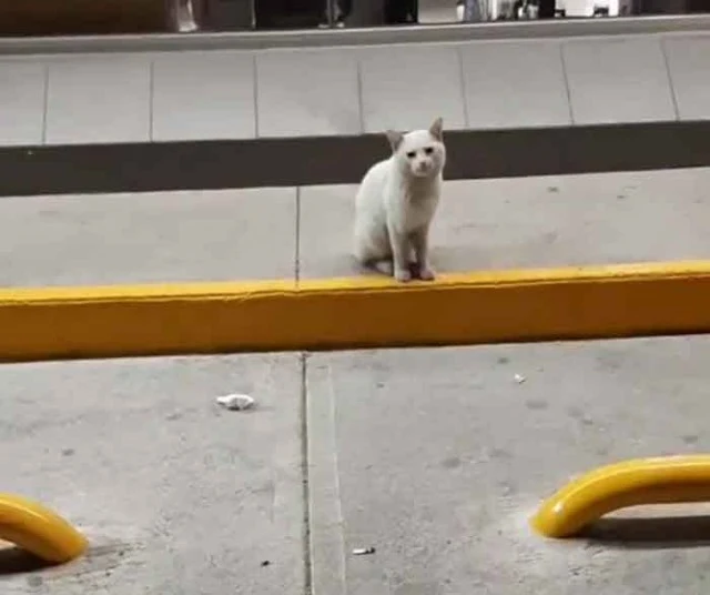 In her conversation with Bored Panda, Ta...