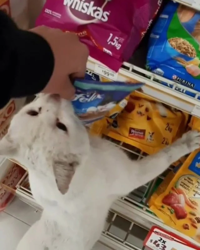 Extra image from article