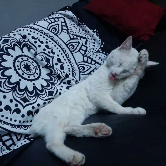 Extra image from article