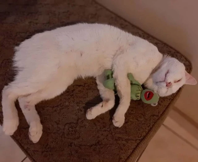 Extra image from article