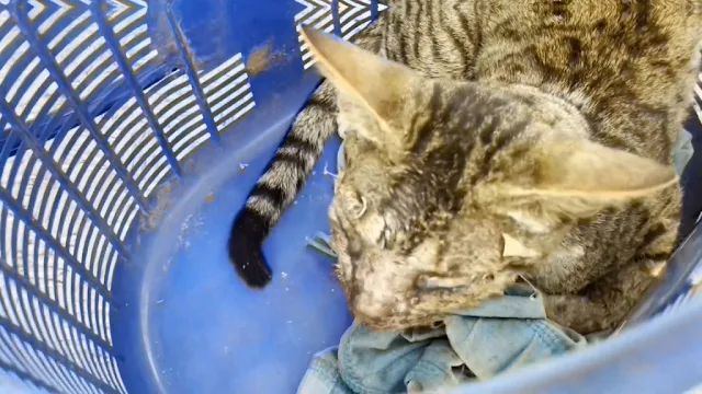 Throughout this journey, the rescue team...