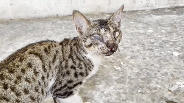 Extra image from article