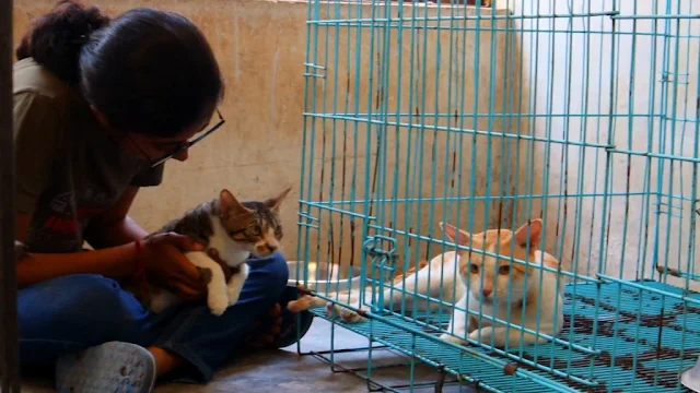 Extra image from article