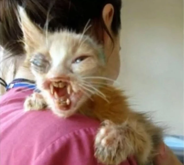 They decided to name the cat Gulumser, w...