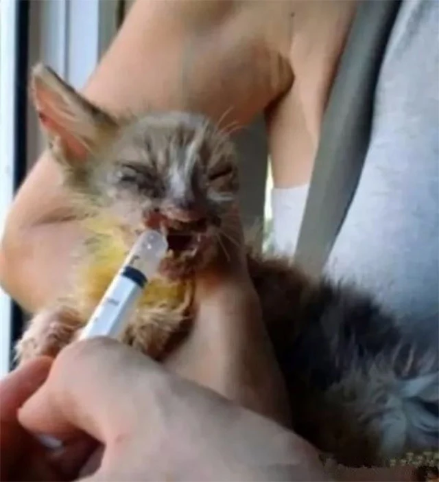 Extra image from article