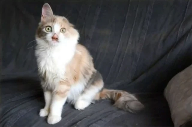 Extra image from article