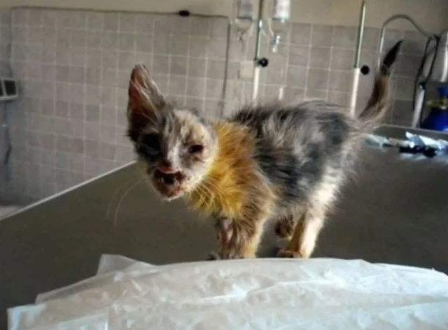 Extra image from article